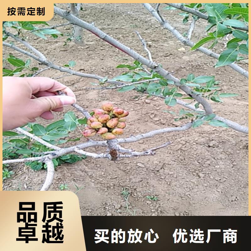 开心果苹果苗源头厂商