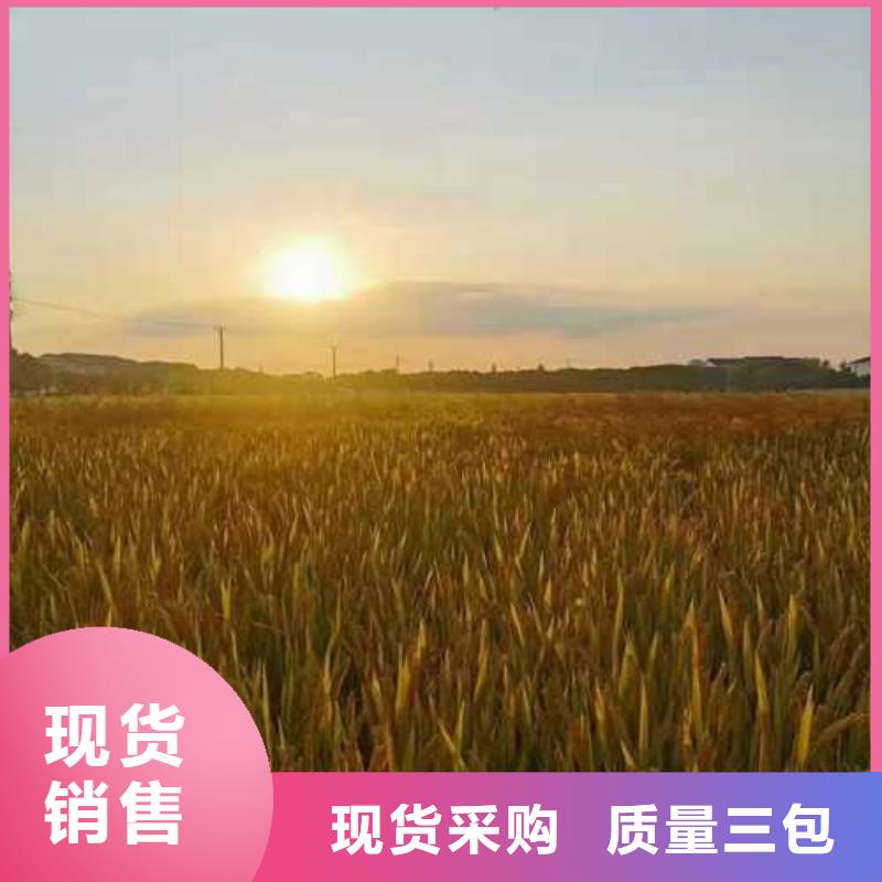阳澄湖大闸蟹哪里正宗好吃苏州莲花岛顾记蟹庄