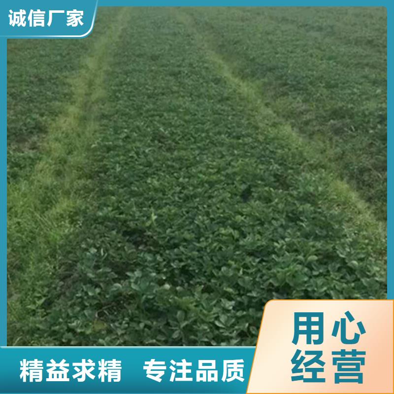 【草莓苗梨树苗基地规格型号全】