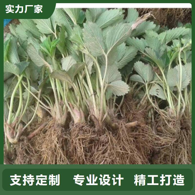 草莓苗_【樱桃苗】商家直供