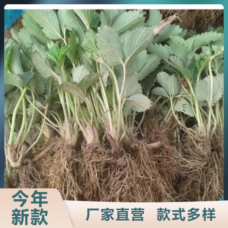 【草莓苗大棚草莓苗诚信经营】