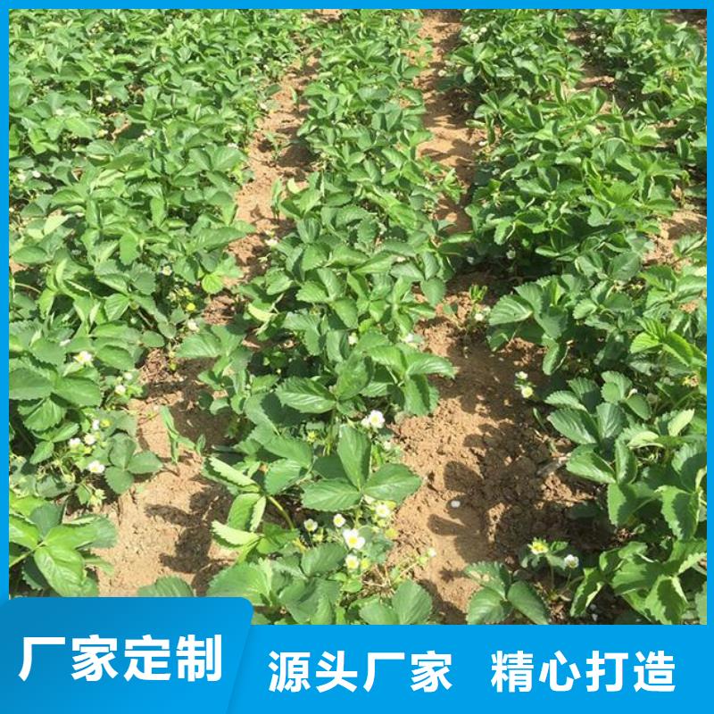 草莓苗-【无花果树苗】今日新品