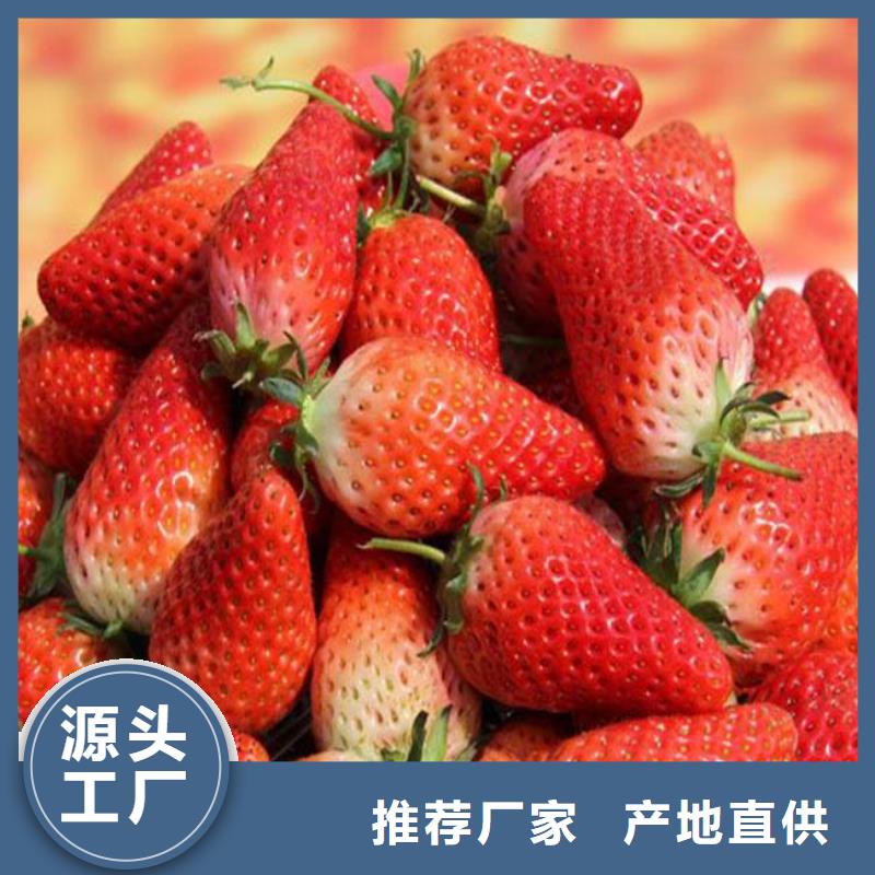草莓苗【冬桃树苗】做工精细