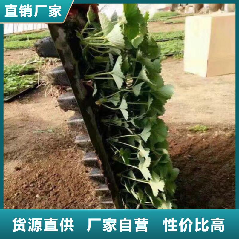 【草莓苗大棚草莓苗诚信经营】