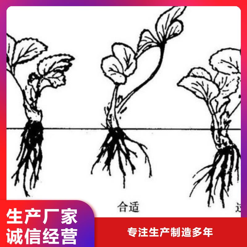 【草莓苗】,青苹果树苗工厂直营