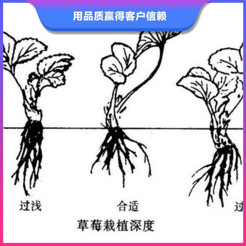 草莓苗毛蟠桃树苗质量无忧