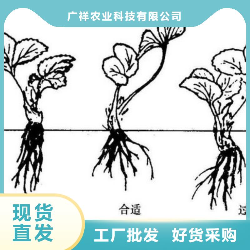 草莓苗梨树苗满足客户需求