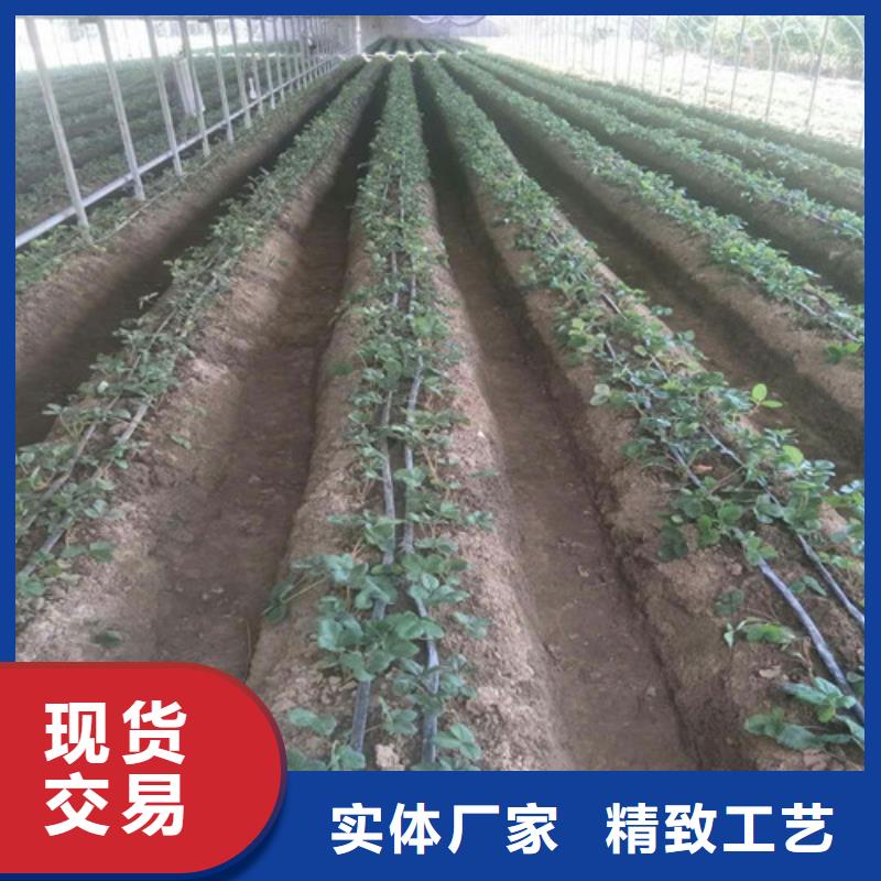 草莓苗【大棚草莓苗】今年新款