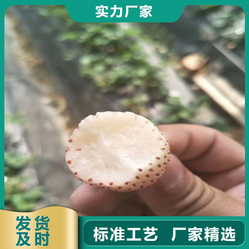 草莓苗【毛蟠桃树苗】大量现货