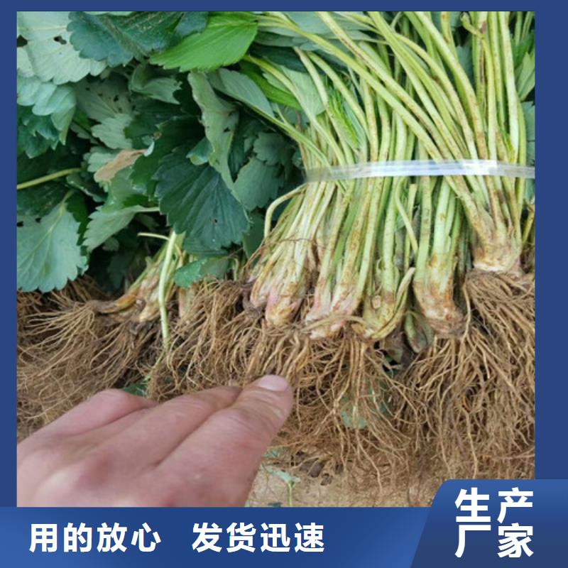 【草莓苗】,草莓实力工厂