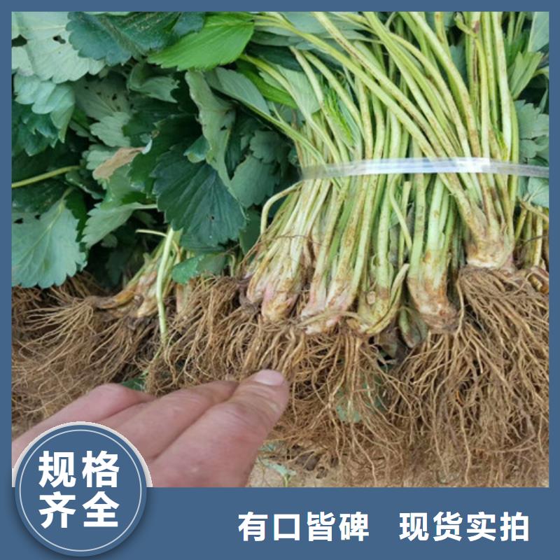 草莓苗_红肉西梅高标准高品质