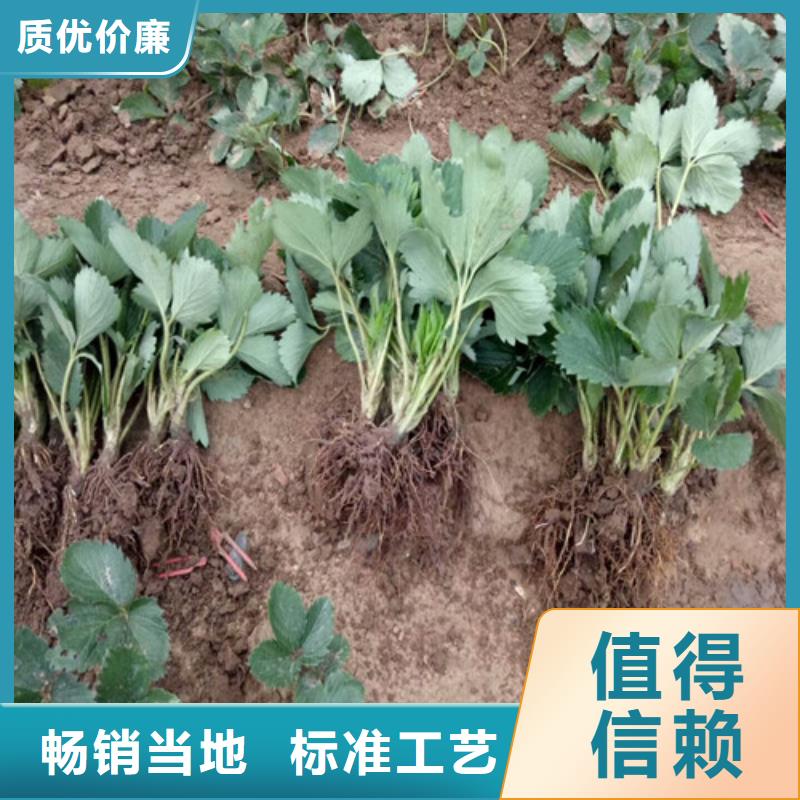 草莓苗桃树苗基地实力公司