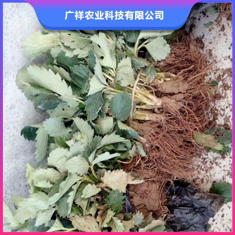 草莓苗【葡萄苗基地】质量不佳尽管来找我