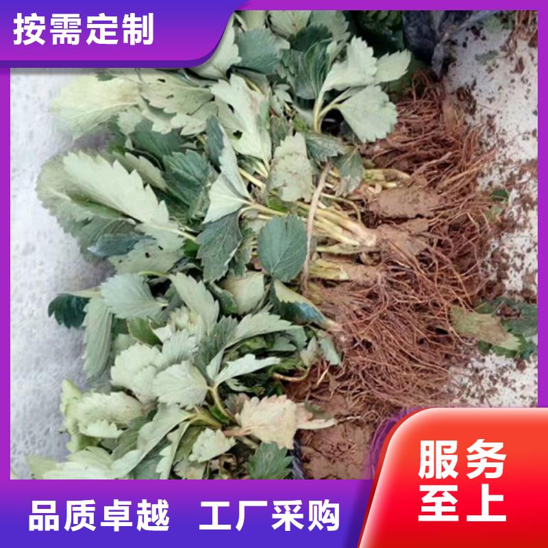 草莓苗大棚草莓苗厂家直销安全放心