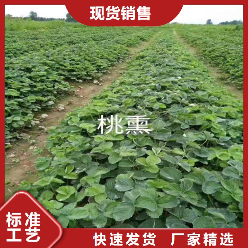 草莓苗_梨树苗基地采购无忧
