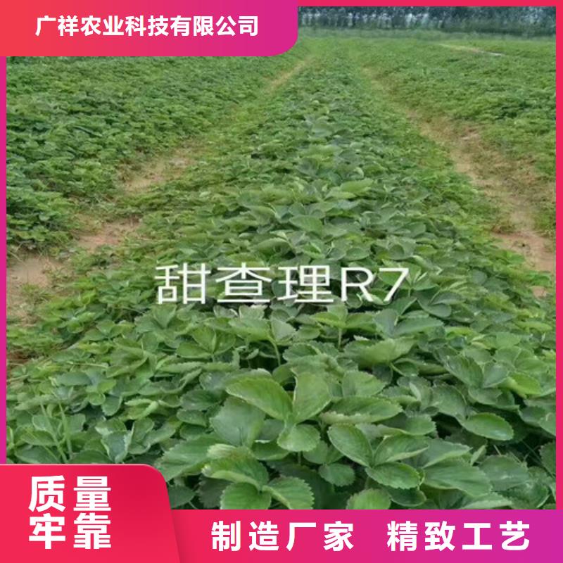 草莓苗-冬桃树苗价格实在