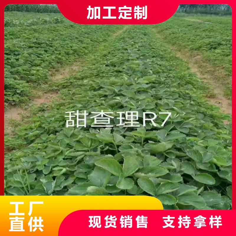 草莓苗樱桃苗出厂严格质检