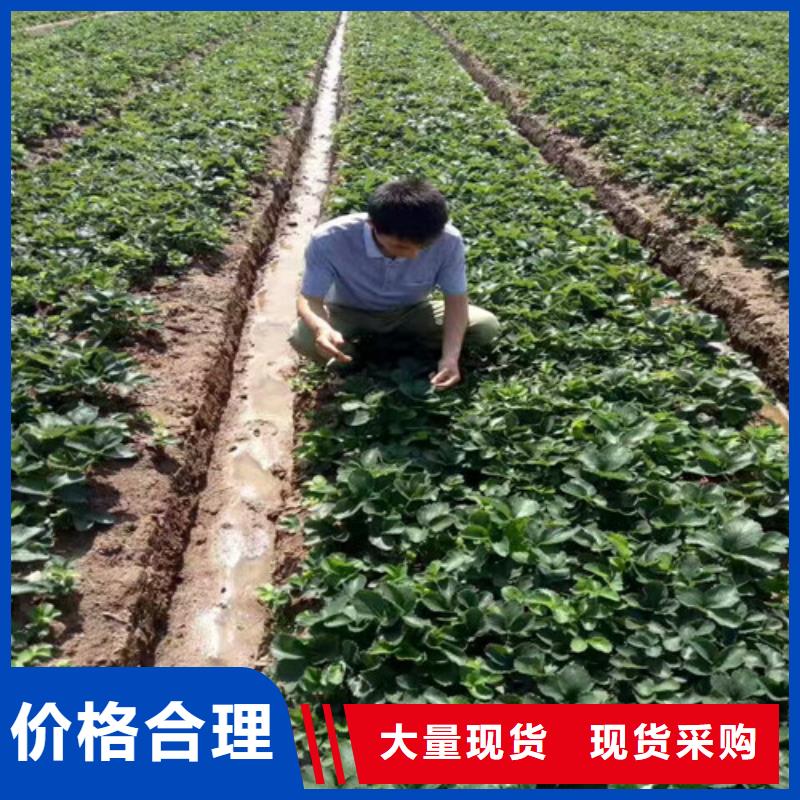 草莓苗果树苗批发基地严格把控每一处细节