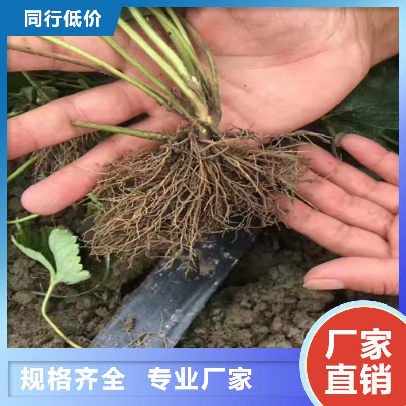 草莓苗果树苗产地源头好货