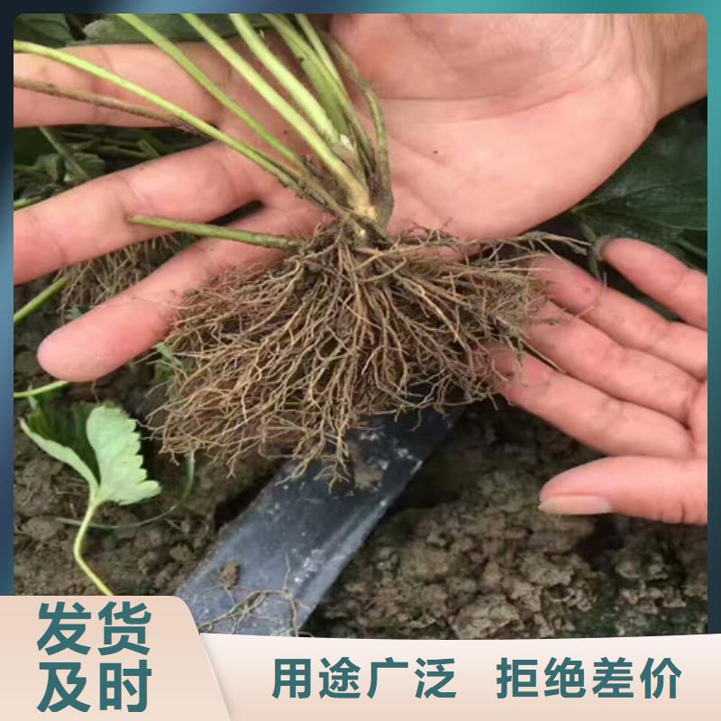 草莓苗阳光玫瑰葡萄树苗批发货源