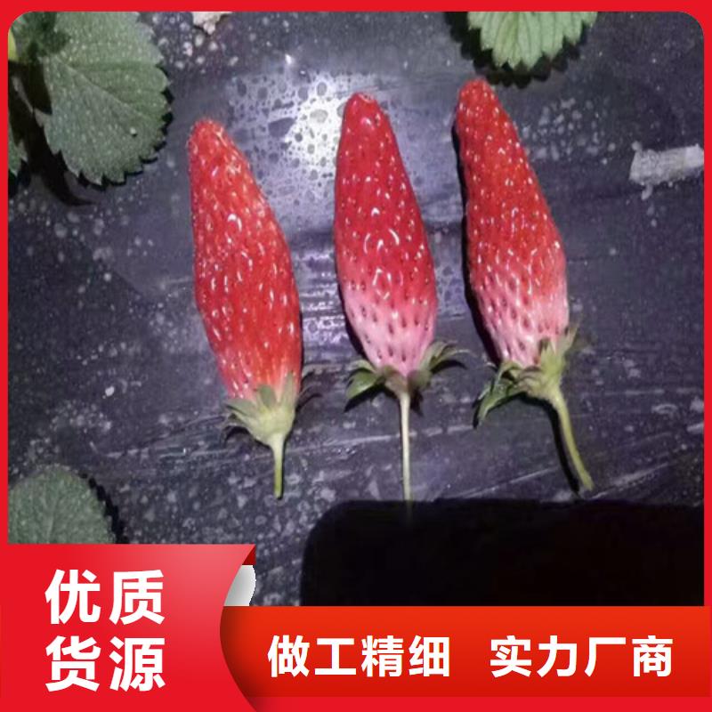 【草莓苗】蓝宝石葡萄苗精选厂家好货