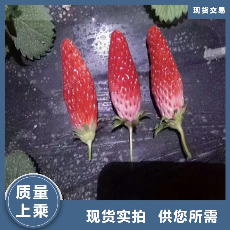 【草莓苗】黄桃树苗质保一年