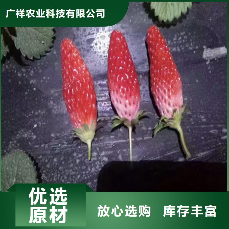 【草莓苗果树苗做工细致】