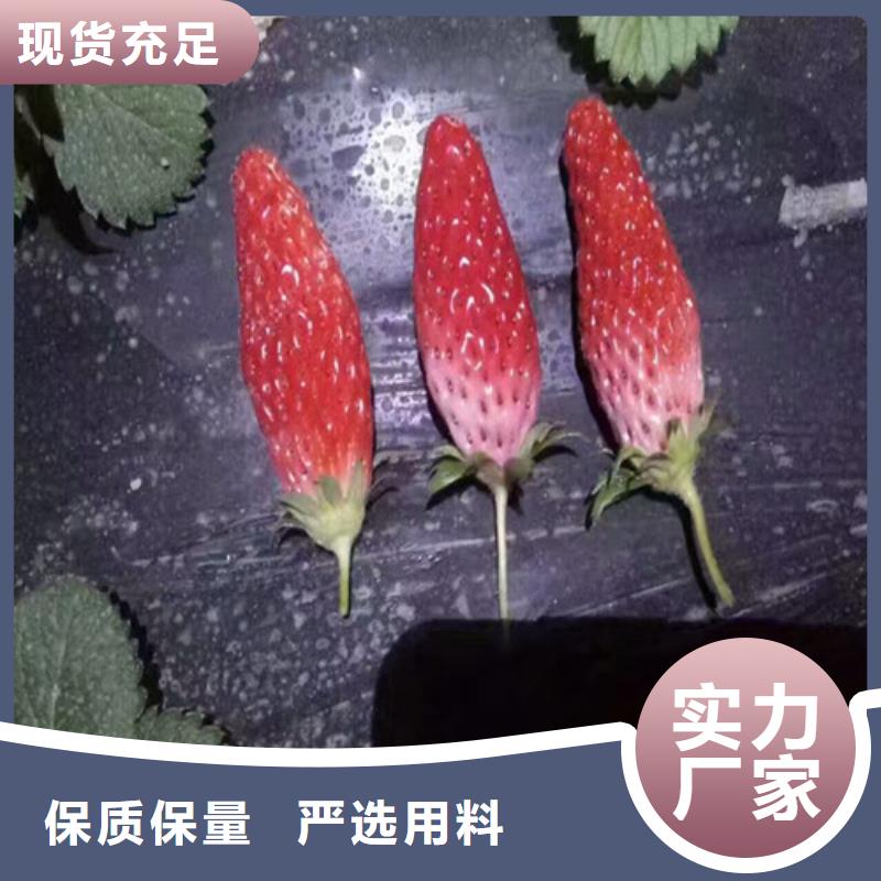 【草莓苗】桃树苗原厂制造