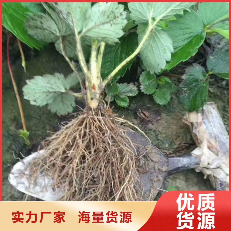 草莓苗大棚草莓苗从厂家买售后有保障