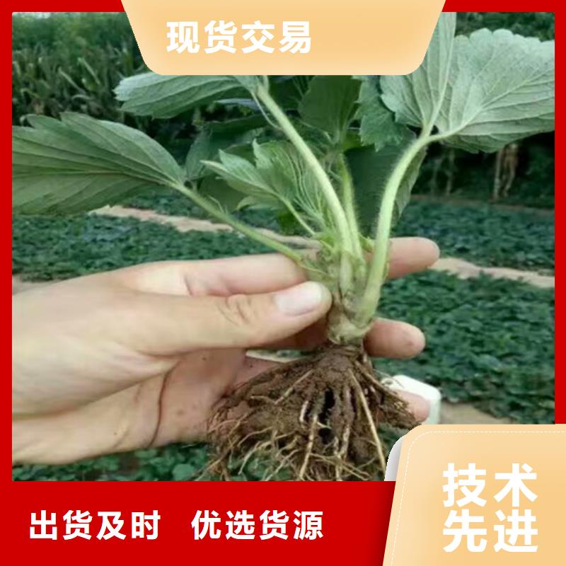 草莓苗-【无花果树苗】今日新品