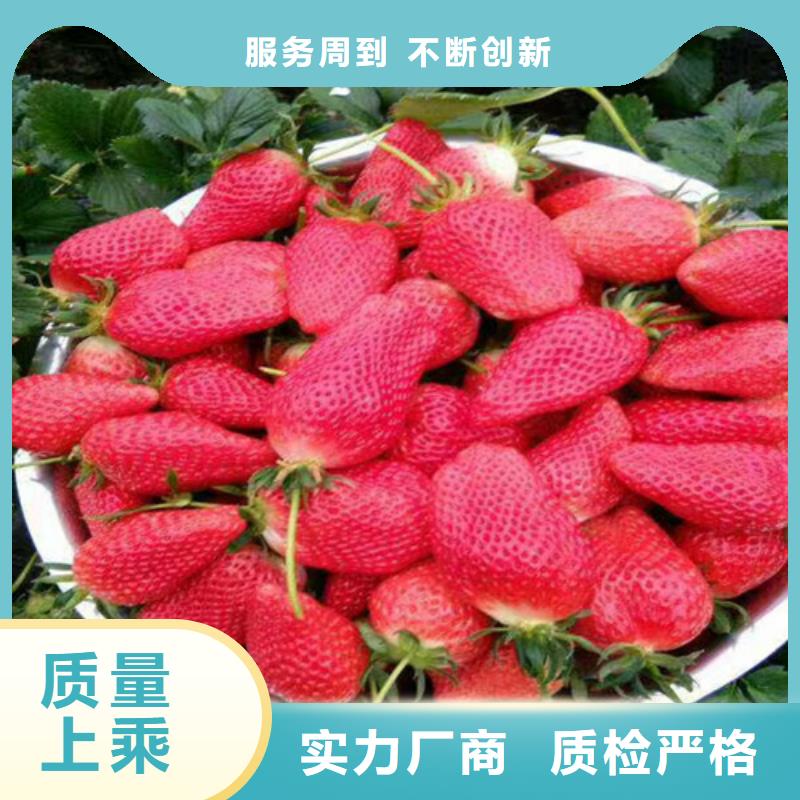 草莓苗 梨树苗快速报价