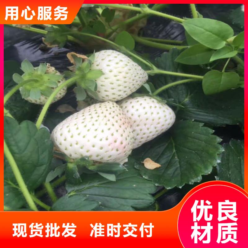 【草莓苗】油桃树苗规格齐全实力厂家