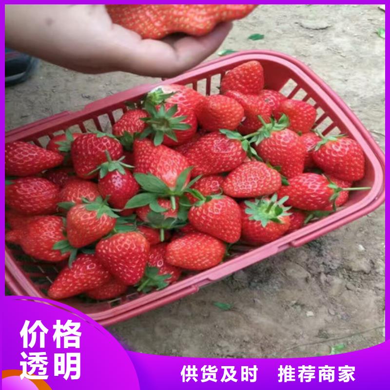 【草莓苗】蓝宝石葡萄树苗来图定制