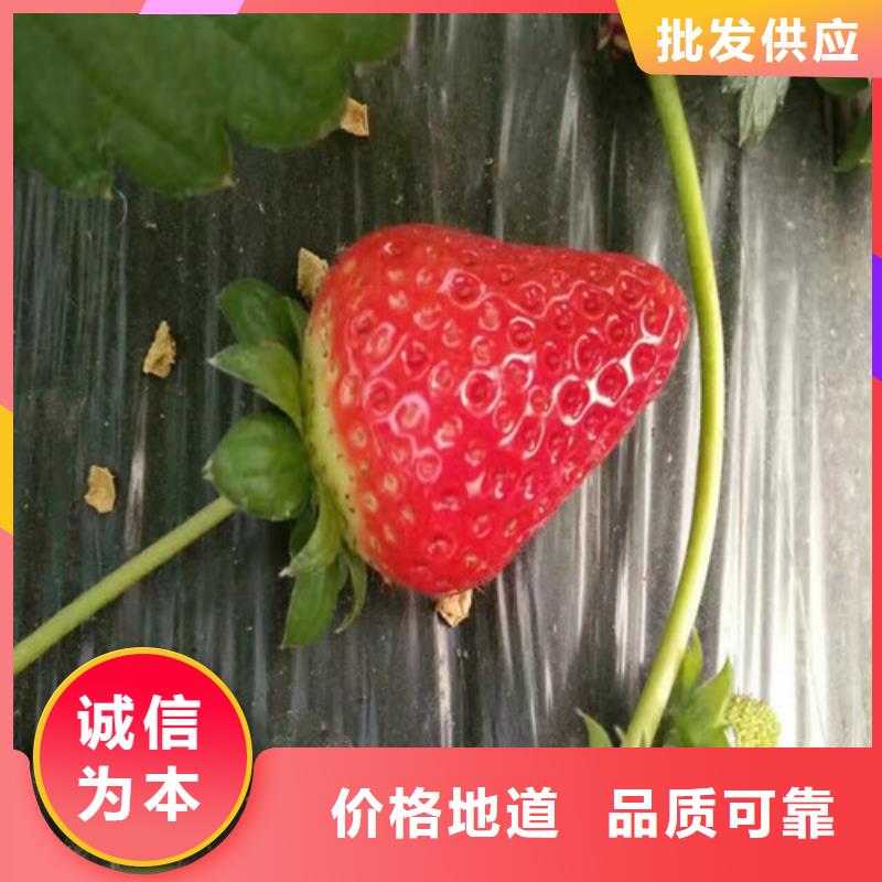 【草莓苗】大棚草莓苗免费询价