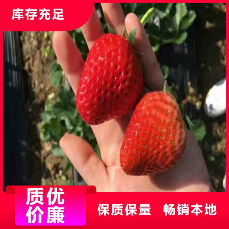 草莓苗梨树苗基地快速物流发货