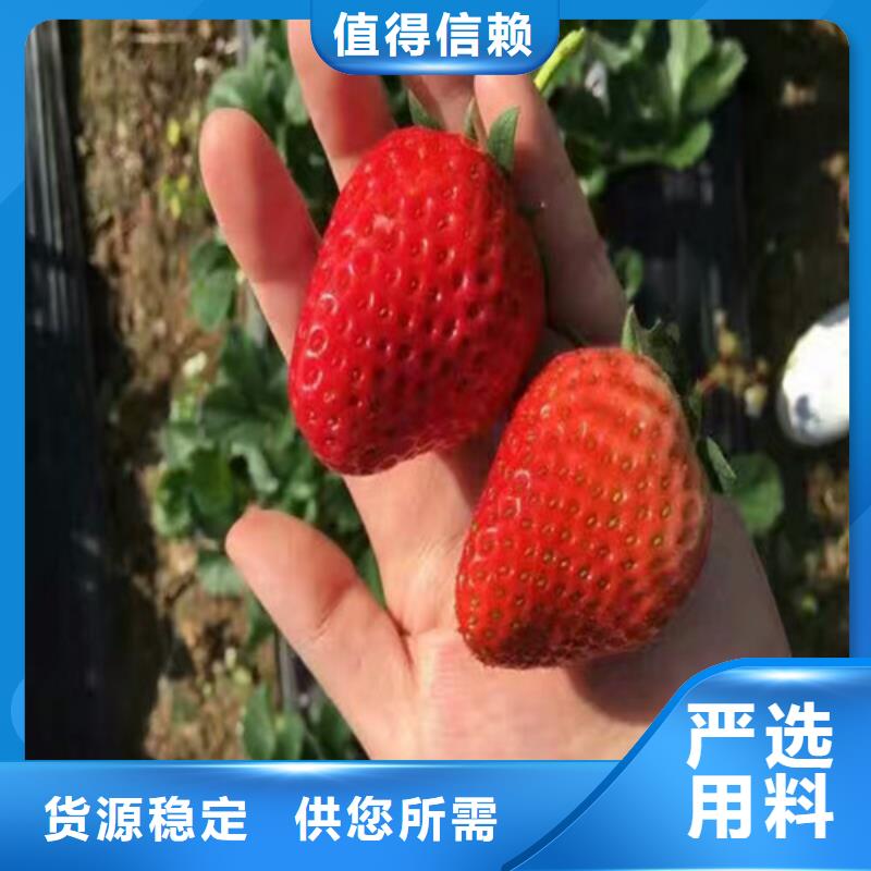 草莓苗大棚草莓苗好产品价格低