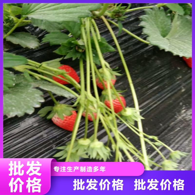 草莓苗大红袍花椒苗用心做好每一件产品