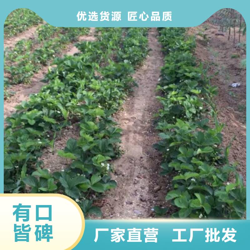 草莓苗【樱桃苗】实地大厂