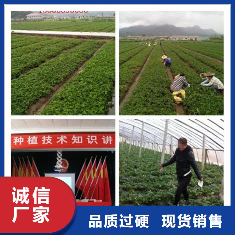 草莓苗火箭大樱桃树苗联系厂家