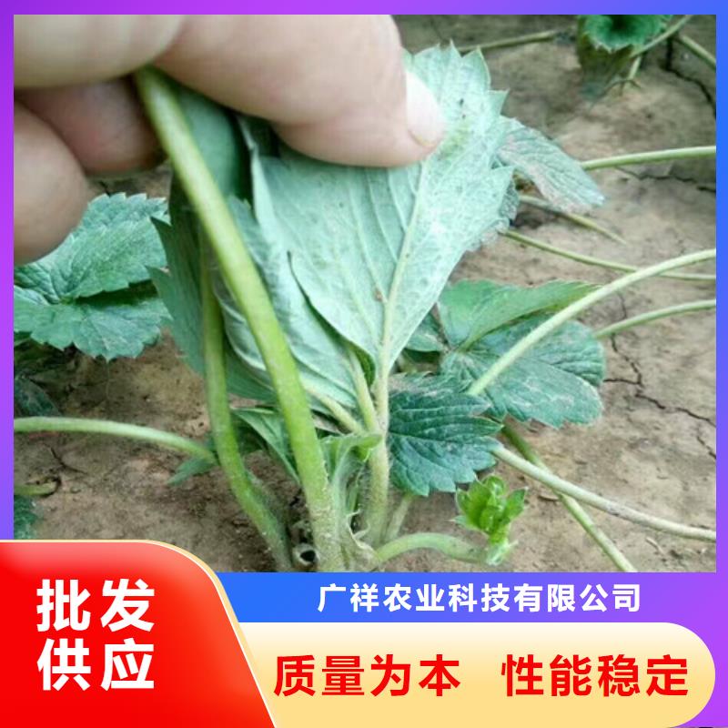 草莓苗毛蟠桃树苗质量无忧