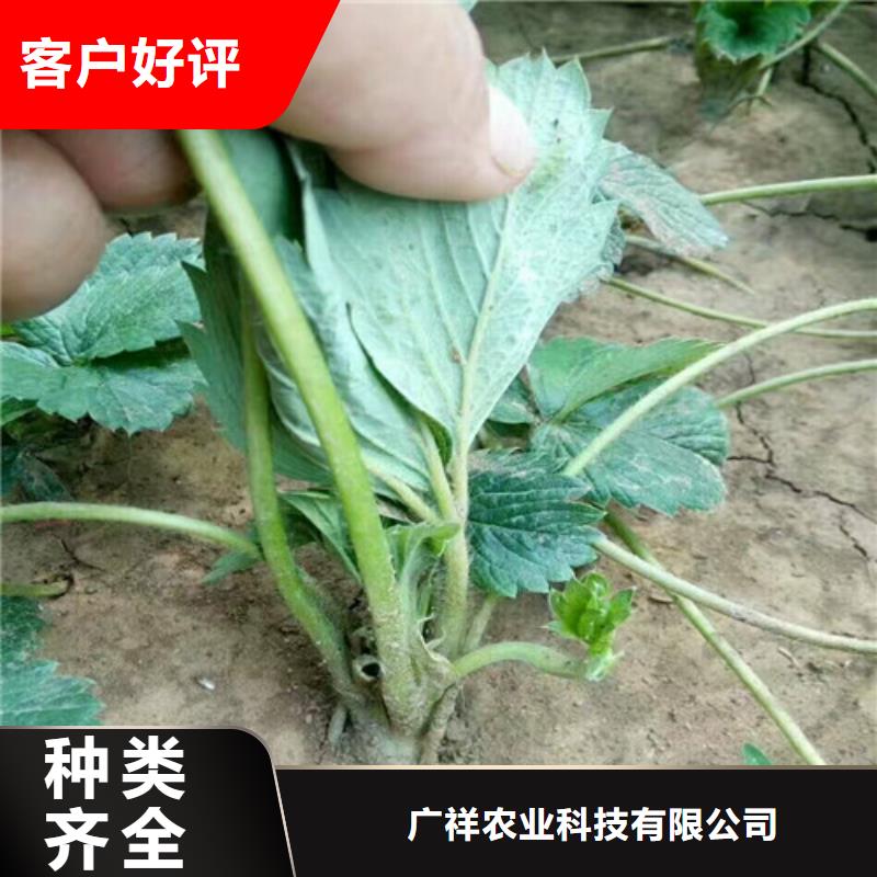 【草莓苗桃树苗真材实料】