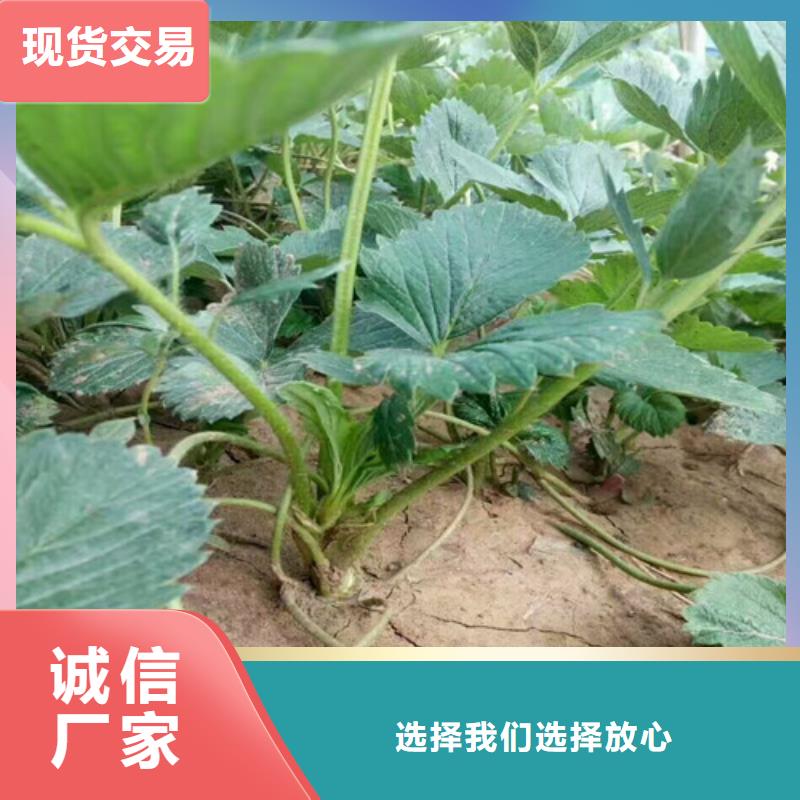 【草莓苗大棚草莓苗诚信经营】