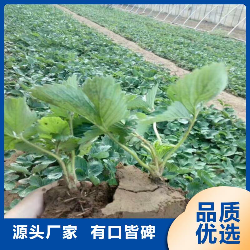 【草莓苗】黄桃树苗质保一年