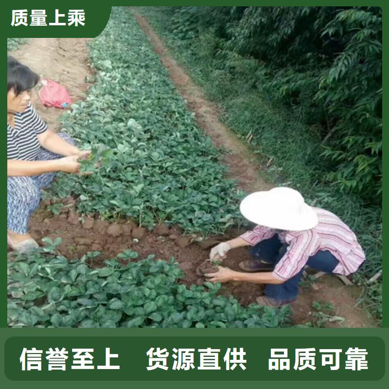 草莓苗【葡萄苗基地】质量不佳尽管来找我