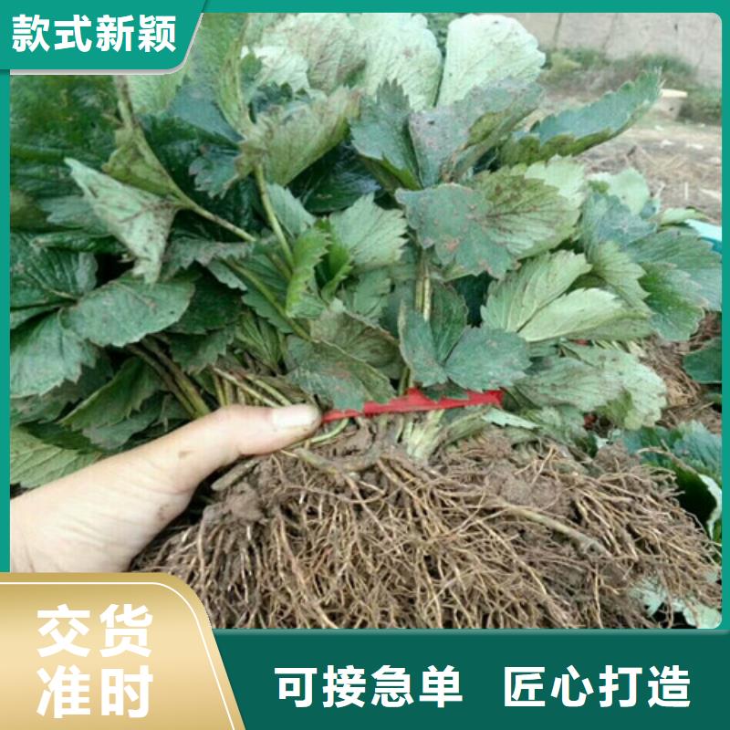 草莓苗 梨树苗快速报价