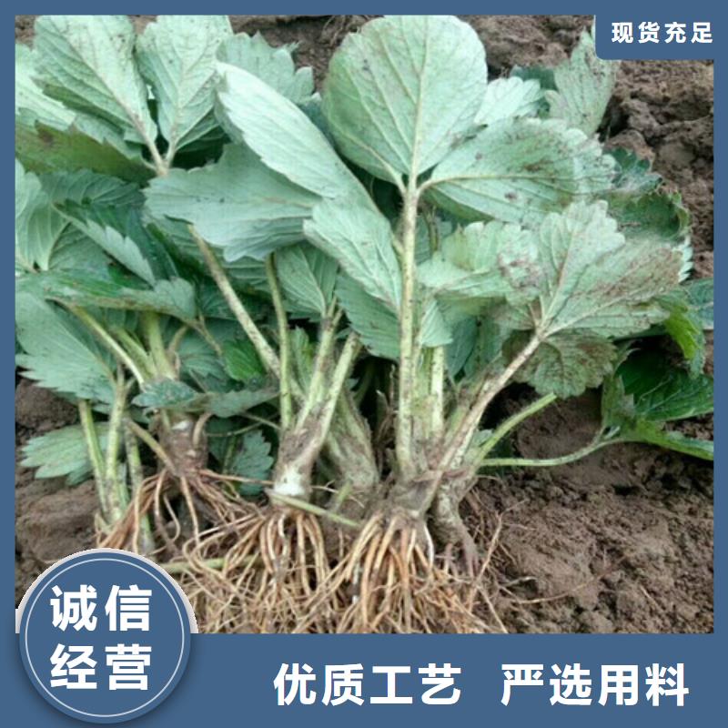草莓苗-冬桃树苗价格实在