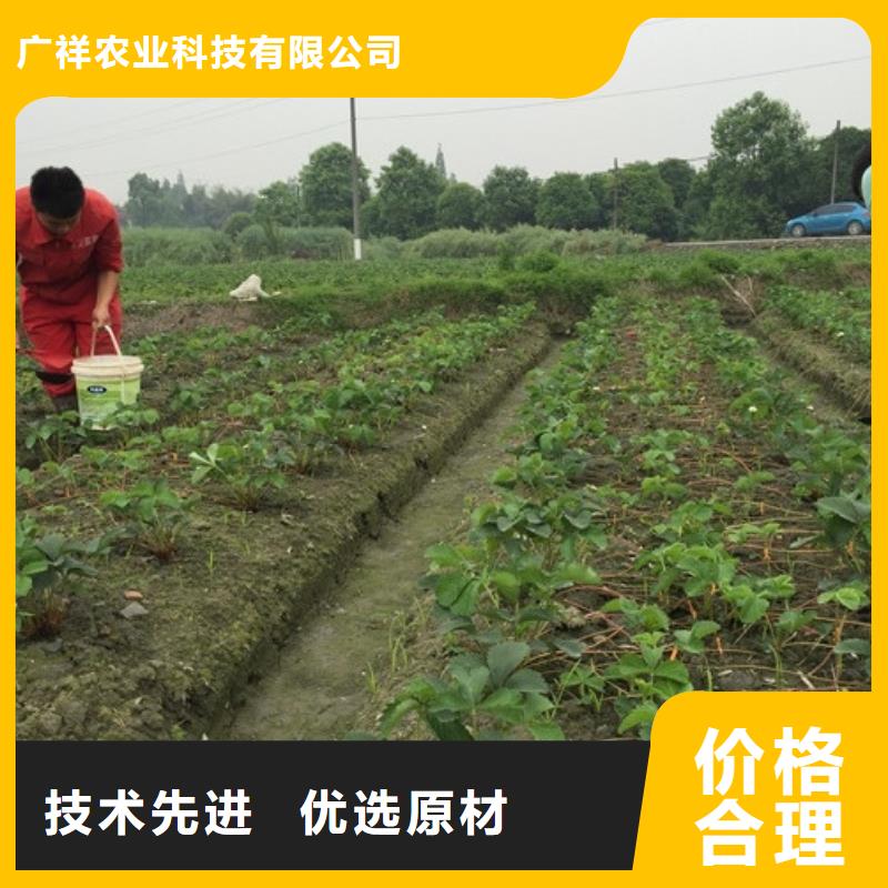 草莓苗,天仙醉草莓苗24小时下单发货