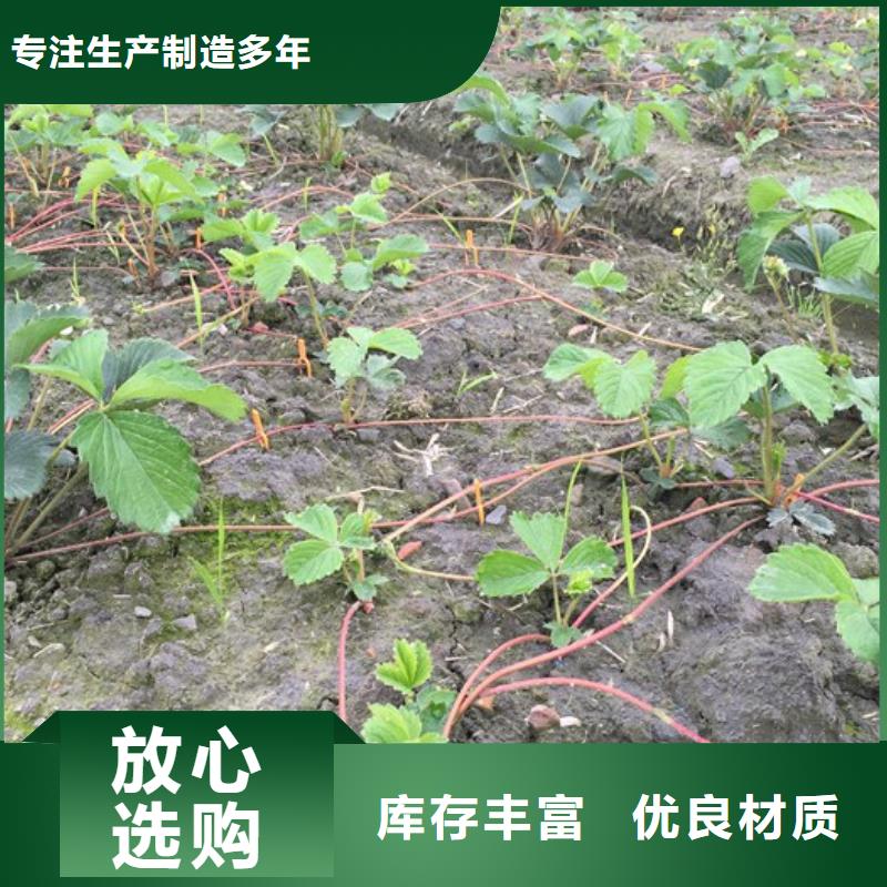 草莓苗-【无花果树苗】今日新品