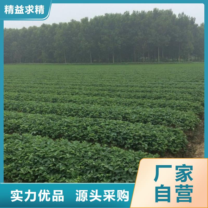 【草莓苗黑珍珠草莓苗自产自销】
