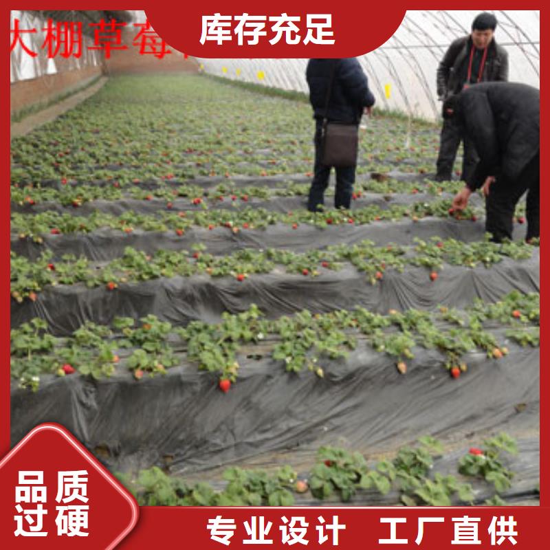 草莓苗【葡萄苗基地】质量不佳尽管来找我